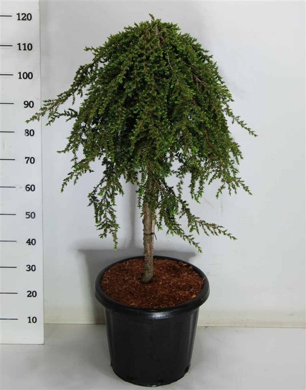 En – Juniperus communis 'Greenmantle' - C25 70 cm. Stam